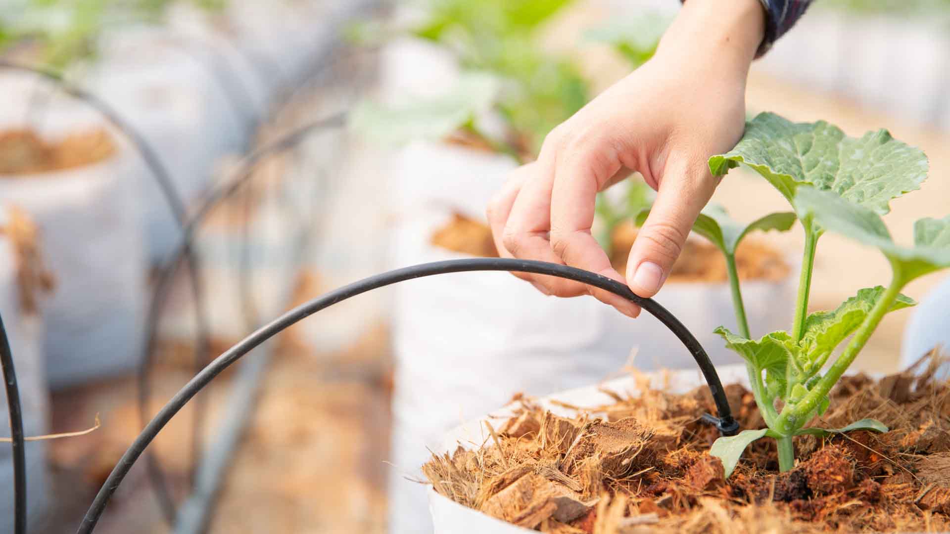 problemas de tuberías en el jardín